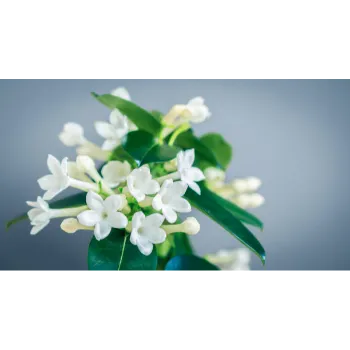 Fresh Jasmine Plants
